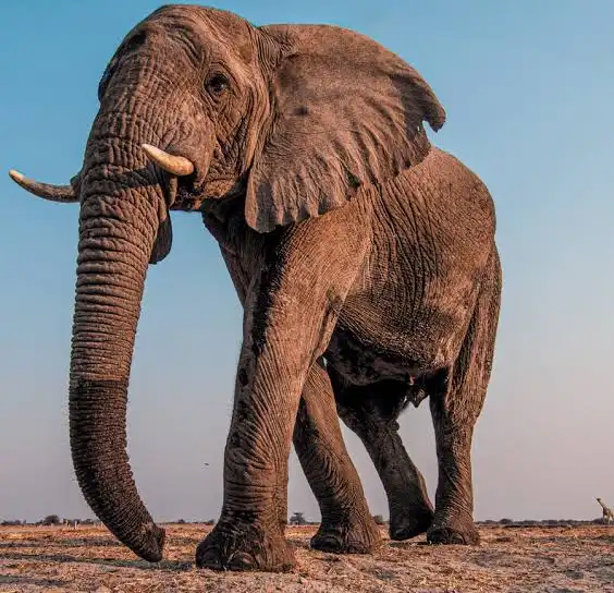 Wild Elephant Issue Remains Unresolved After Bandh; Siege of Vidhana Soudha Warned